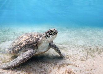 Groene zeeschildpad. Zeeleven in de Rode Zee. Egypte