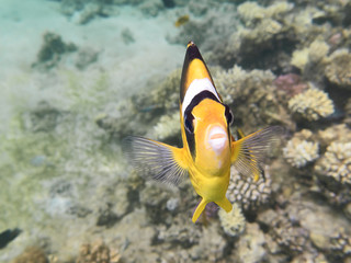 Fototapeta na wymiar Fish-butterfly.Marine Life in the Red Sea