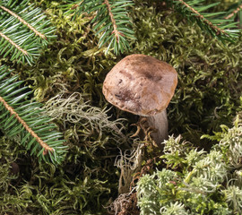 Growing surrounded by fir branches mushroom