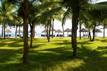 Palm trees against tropical beach with sun beds and umbrellas