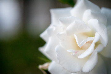 White Rose Closeup
