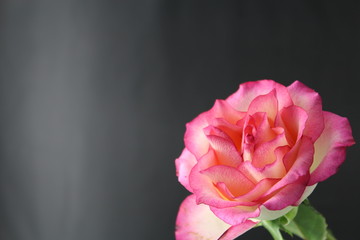 pinkfarbene Rosenblüte