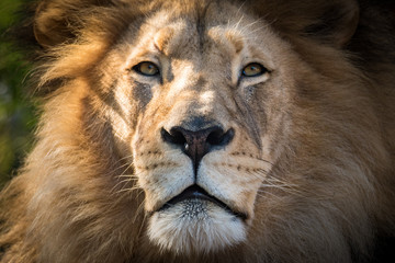 Male Lion Portrait