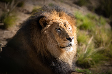 Fototapeta na wymiar Majestic Male Lion