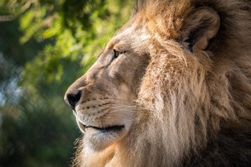Lion side profile