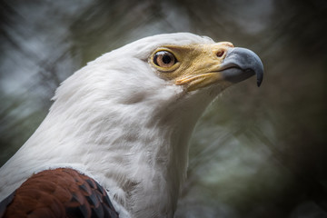 African Fish Eagle