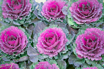 Purple decorative cabbage