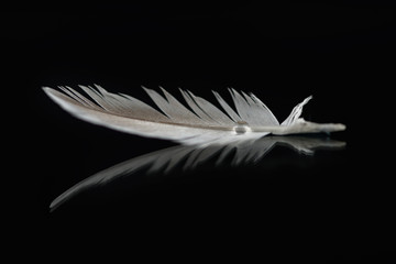 Feather and Drop