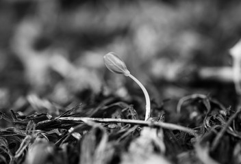 Green sprout growing from seed