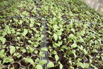 Sapling of the tree in nursery trays