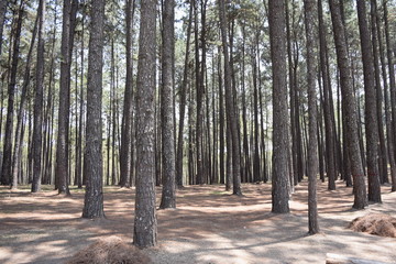 Pine Wood Forest