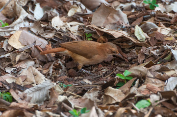 Brown bird looking for insects on the ground