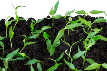 the green sprout