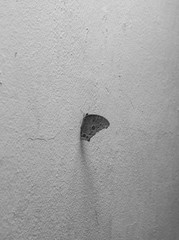 Common Butterfly on wall