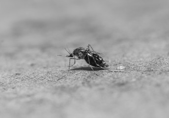 Macro of mosquito (Aedes aegypti) sucking blood close up on the