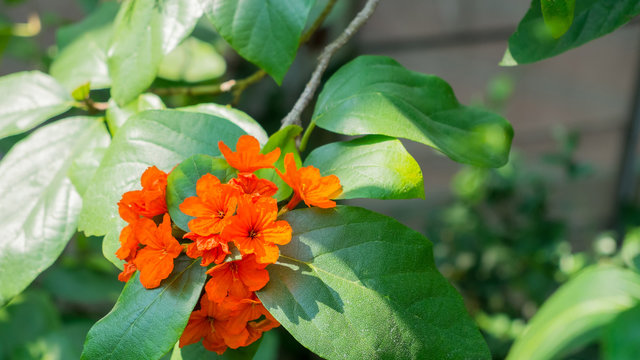 Beautiful Cordia sebestena in the garden, orange flower