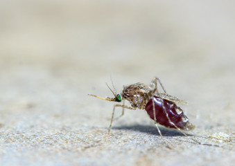 Macro of mosquito (Aedes aegypti) sucking blood close up on the