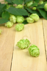 Young fragrant hop cones on the wooden background. Close-up.