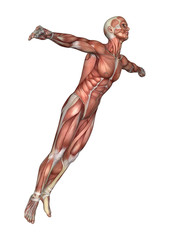 3D Rendering Male Anatomy Figure on White