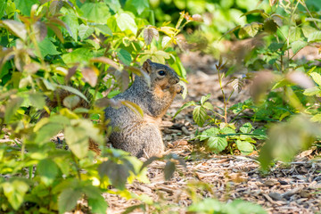 A squirrel eating green leaves in park.