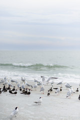 Birds on beach