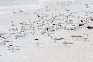 Birds on beach