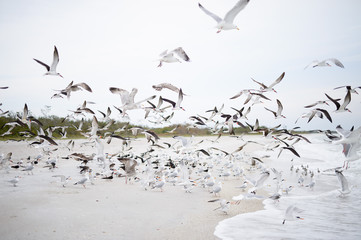 Birds on beach