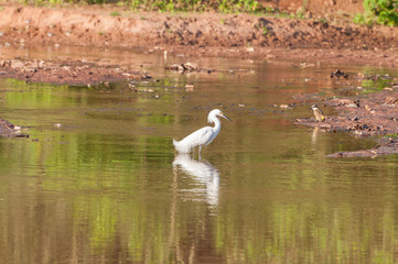 Naklejka na ściany i meble Snowy Egret walking along the lakefront with its feet in the water. Bird reflected in the lake water.