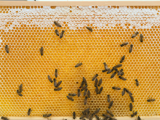 Working Bees