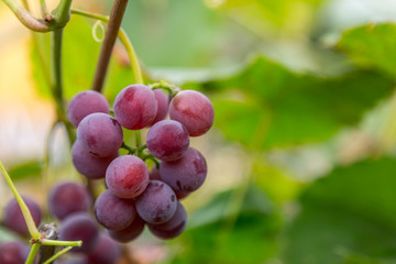 Grapes growing on a organic farm. Natural vinery plantation.