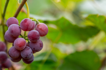 Grapes growing on a organic farm. Natural vinery plantation.