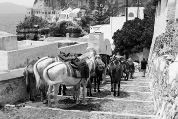 Esel in Santorini