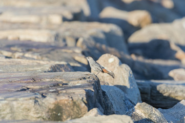 Gray Catbird on dike