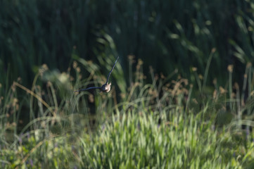 Wood Duck eye contact in flight