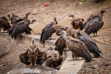 Griffon vulture in a detailed portrait, standing on a rock overseeing his territory