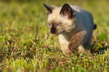 Obraz premium Eight weeks old Siamese kitten stalking a prey in a late afternoon sun.
