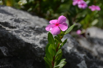 Catharanthus plant on the rocks.
