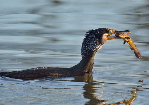 cormoran