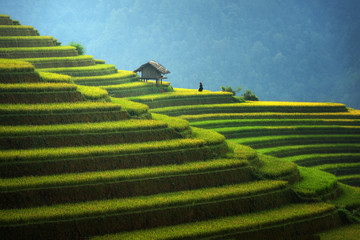 Reisfelder auf terrassierten in der Regenzeit bei Mu Cang Chai, Vietnam. Reisfelder bereiten sich auf die Transplantation im Nordwesten Vietnams vor