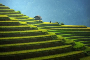 Abwaschbare Fototapete Reisfelder Reisfelder auf terrassierten in der Regenzeit bei Mu Cang Chai, Vietnam. Reisfelder bereiten sich auf die Transplantation im Nordwesten Vietnams vor