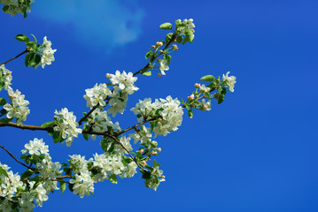 Spring blossom