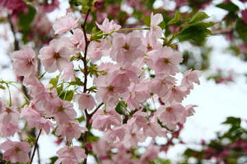 桜11