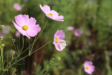 コスモス( Cosmos )