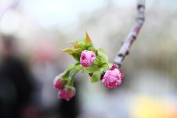 桜16