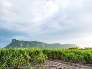 Obraz premium Sugarcane Farm and Blue Sky