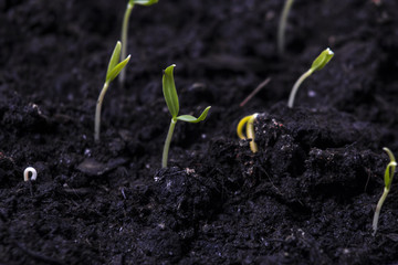 Young Plant Growing On Soil
