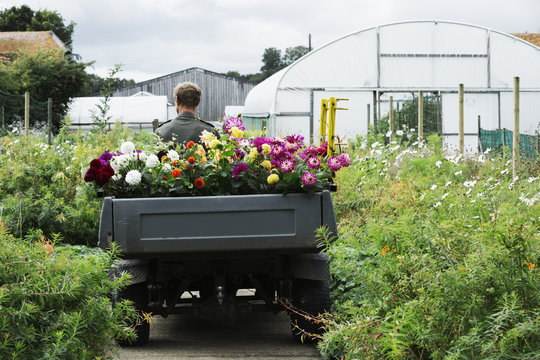 A man driving a small garden vehicle along the path between flowerbeds, loaded with cut flowers for commercial orders and flower arrangements. 