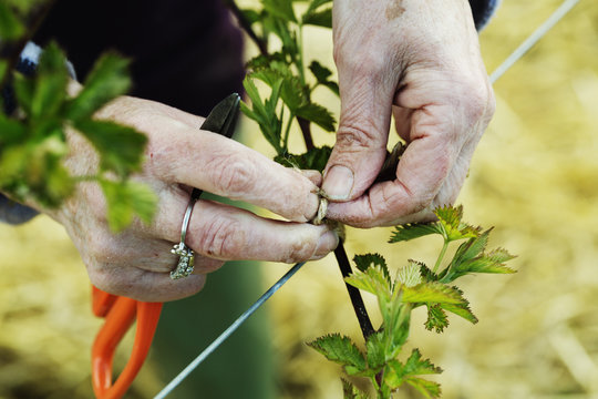 A woman tying in shoots of a plant with string. 