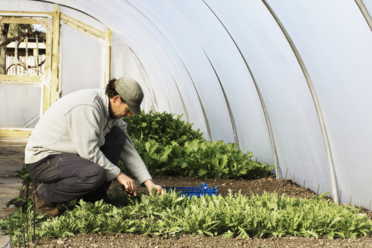 A gardener tending rows of seedlings and edible leaves in a polytunnel. 
