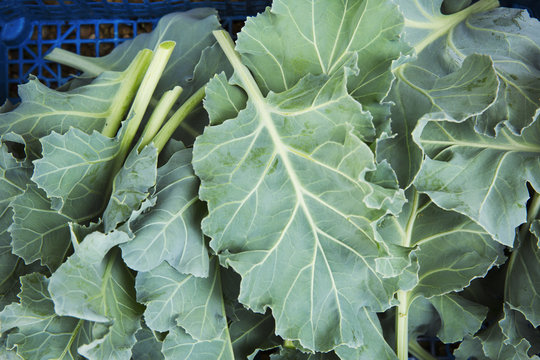 Large brassicae leaves in a pile, edible greens. 